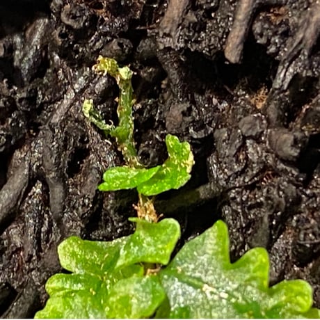 Teratophyllum rotundifoliatum from Payakumbuh sumatera [LA0117-02]