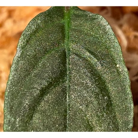 Cosmianthemum bullatum [LA0515-02]