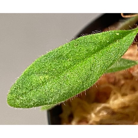 Codonoboea sp. from Sumatera barat [LA0317-01]