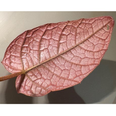 Pterisanthes sp. from Sabah [R0516-01]