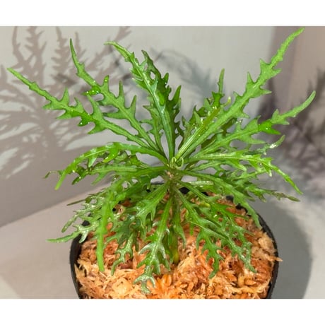 Ardisia sp. from Jambi sumatera