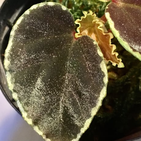 Begonia darthvaderiana from Pulau Kalimantan