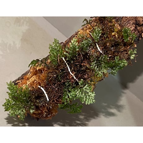 Hymenophyllum sp. from Ko Mak Thailand ④