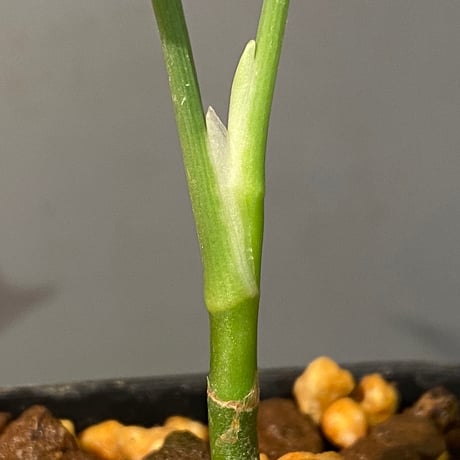 Aglaonema pictum GW1908-7 "Padang sidempuan" [TB]