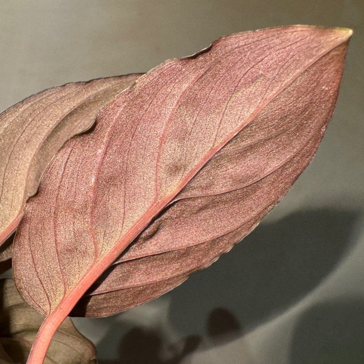 Homalomena sp. \"Black Velvet\" [KN便] 大きめ Homalomena sp.SilverBlackVelvet [KN便]大きめ