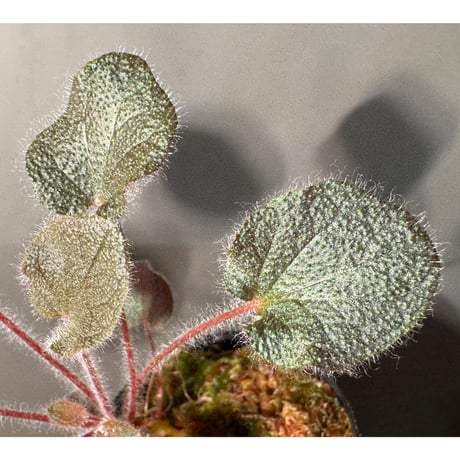 Sonerila dongnathamensis [LA]