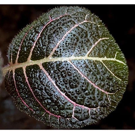Pearcea hypocyrtiflora from South America