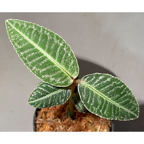 Labisia sp. " Silver Net" BNN from Sibolga timur [AZ1016-2]