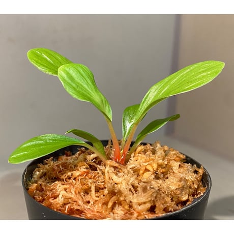 Homalomena sp. [LA0317-z-r]