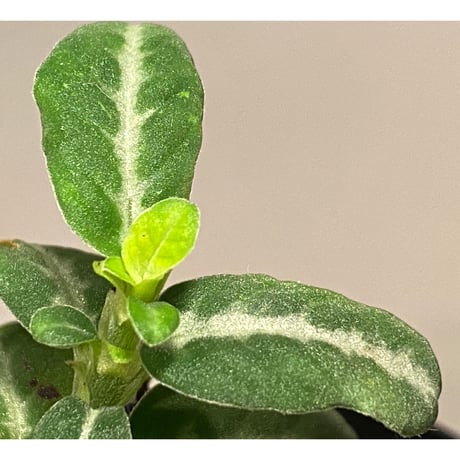 Argostemma sp. from West Kalimantan