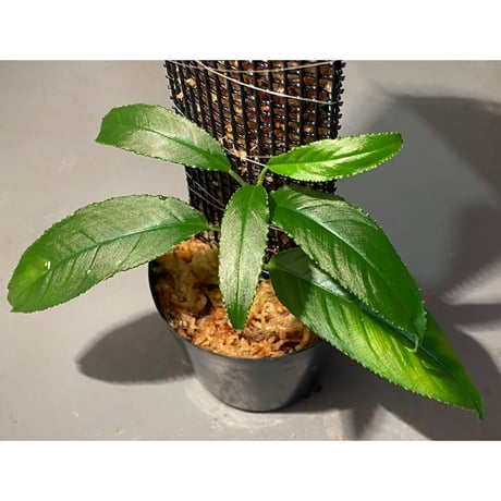 Unknown from Iquitos Peru [tanakay]