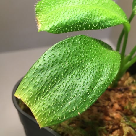 Homalomena hasei "狐尾" from Aceh sumatera [LA0616-04]