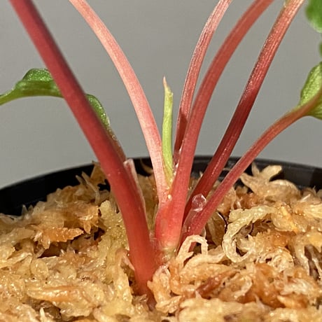 Homalomena sp. from Riau sumatera [LA0815-01] ①