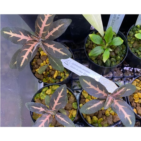 Aphelandra maculata from Madre de Dios [LA1017-02]