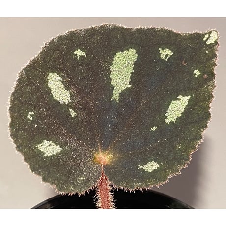 Begonia sp. from Cao Bang [YH050519] TK