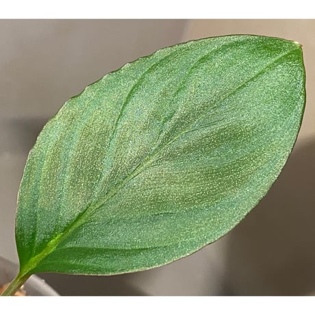 Homalomena sp. "Nanga pinoh" セミビロード Melawi Kal barat [TB]