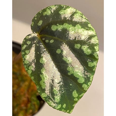 Begonia Variabilis [TK260915]