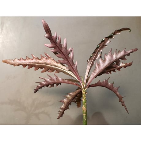 Labisia sp. from Jambi Sumatera