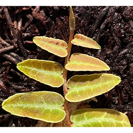 Marcgravia umbellata [Equaflor-A]