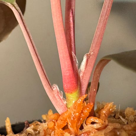Homalomena sp. "Glossy Purple" from Malaysia