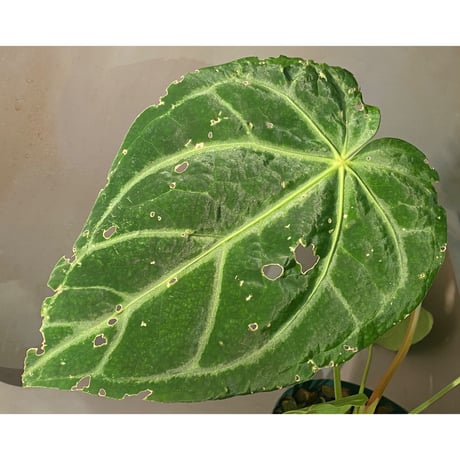 Anthurium magnificum