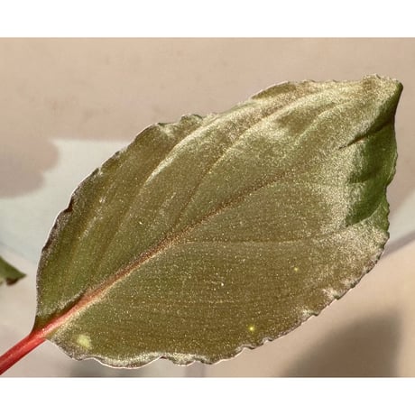 Homalomena sp. from Bengkayang West Kalimantan ②