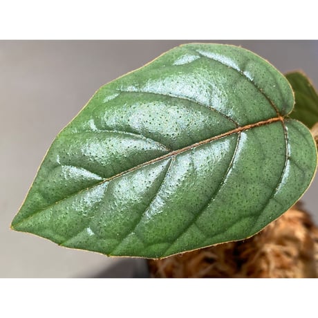 Pterisanthes sp. from Sabah-1 [R0515-01a]