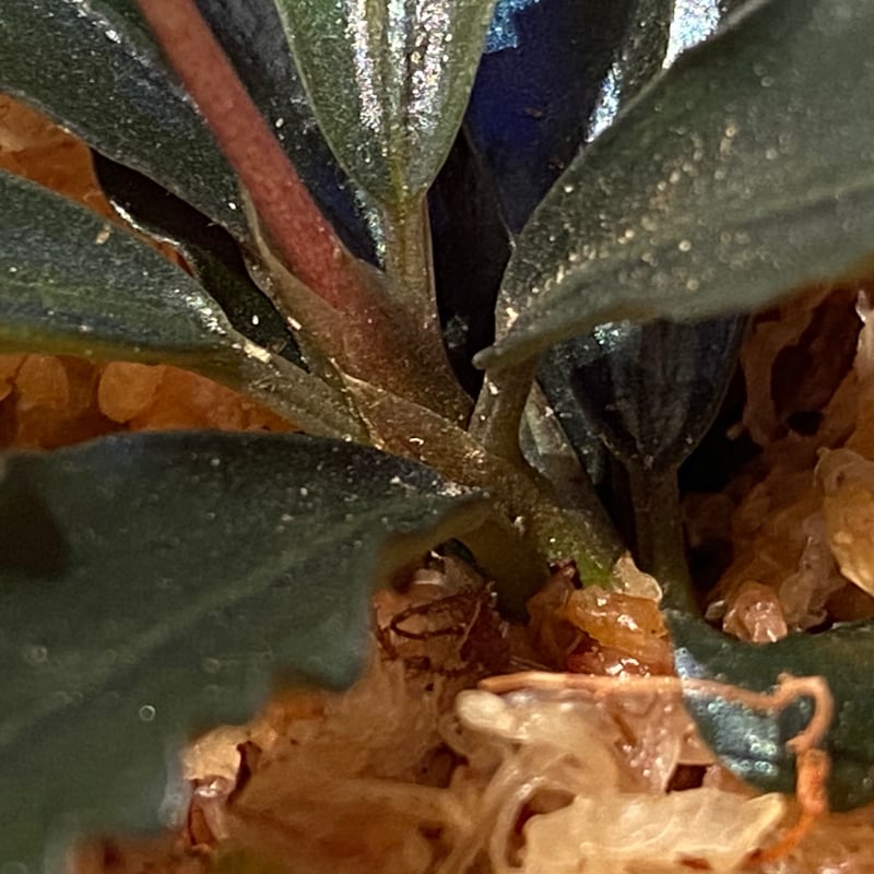 Bucephalandra sp. Chocolata カミハタ便 Bucephalandra sp.