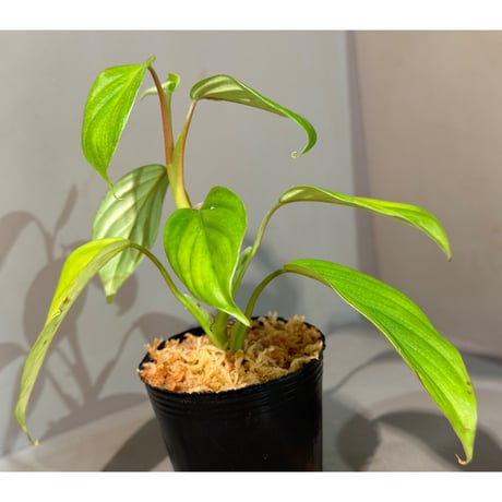 Philodendron sp. from Iquitos Peru [tanakay]