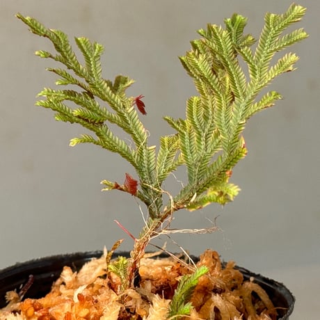 Selaginella erythropus