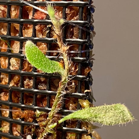 Pyrrosia nummularifolia from Santa Fe Luzon Philippines [KSB]