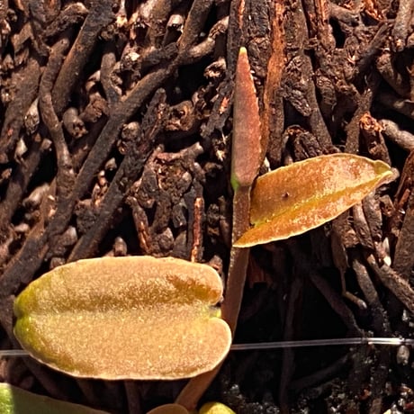 Marcgravia sp. from Colombia [LA0316-03]