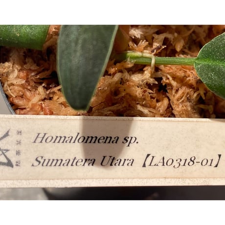 Homalomena sp. from Sumatera Utara [LA0318-01]