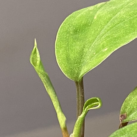 Homalomena sp. from Ranau [TK210217]