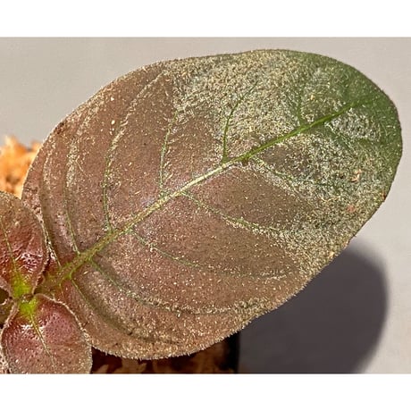 Ophiorrhiza sp. from Papua Barat[LA0319-01]
