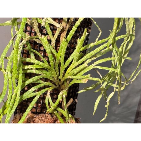 Lycopodium sp. from Aceh sumatera
