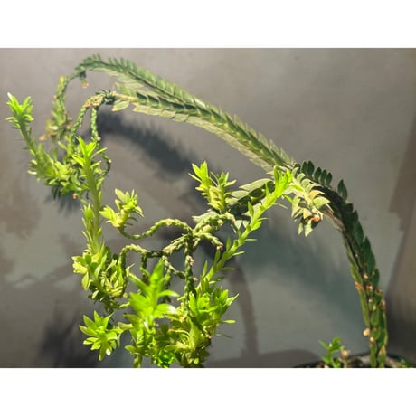 Phlegmariurus phlegmarioides Aimas, Sorong, West Papua 伊藤蟻植物農園