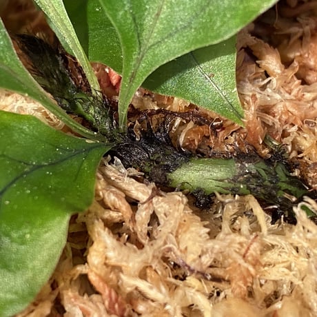 Christiopteris varians from New Caledonia [KSB]