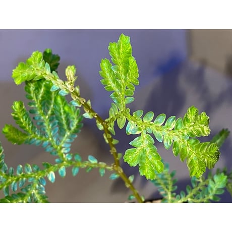 Selaginella willdenowii "variegata" 伊藤蟻植物農園 ①