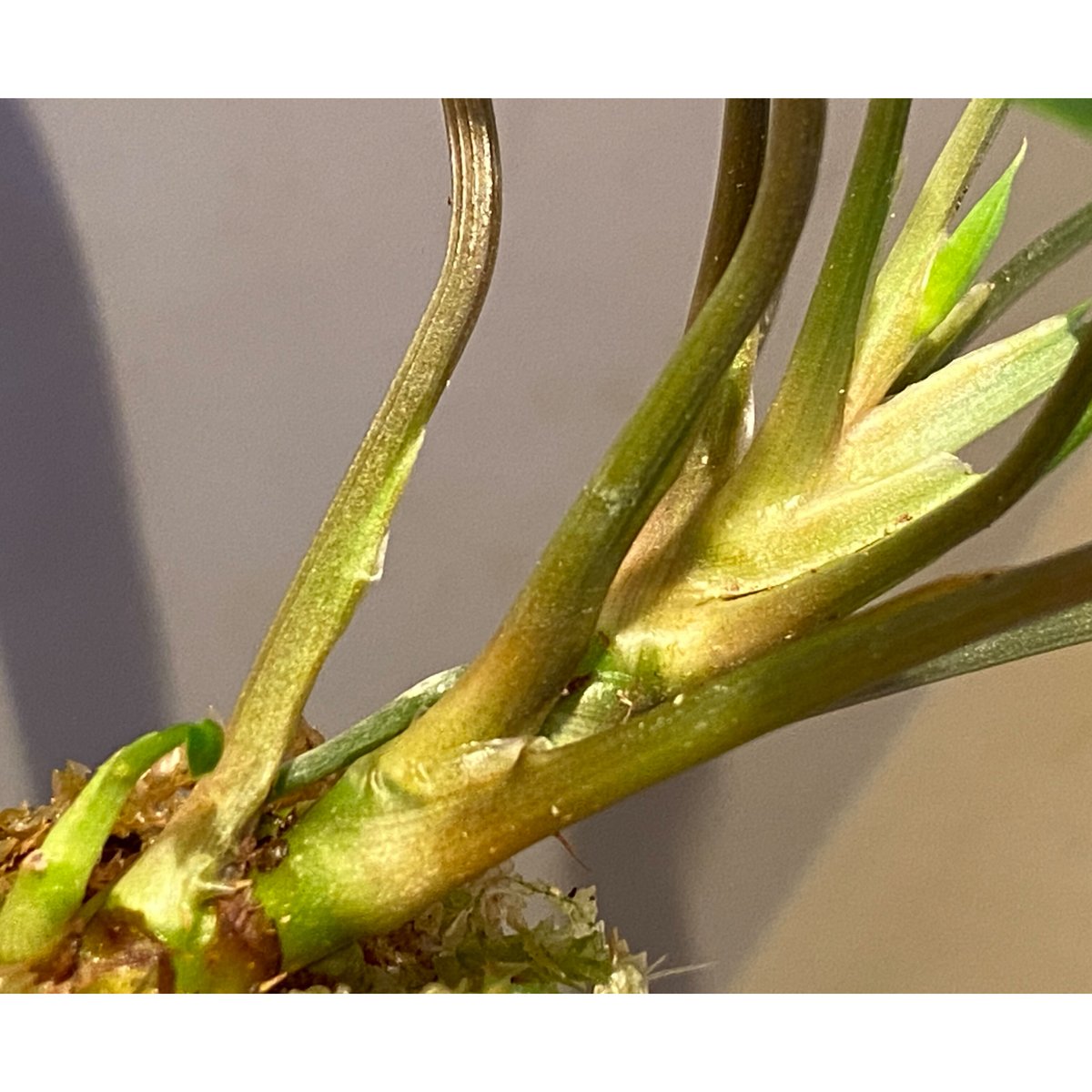 Homalomena sp. from Sekadau Selatan | M・R・G・R