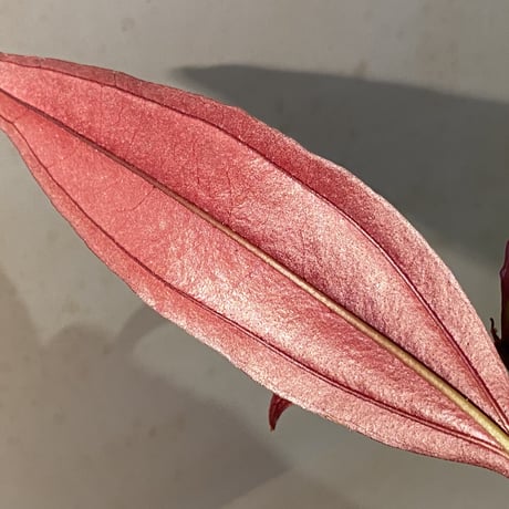 Medinilla sp. from Irian Jaya Papua
