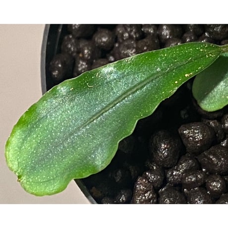 Bucephalandra sp. 黄緑 from Bukit Kelam Utara [AZ0611-14]