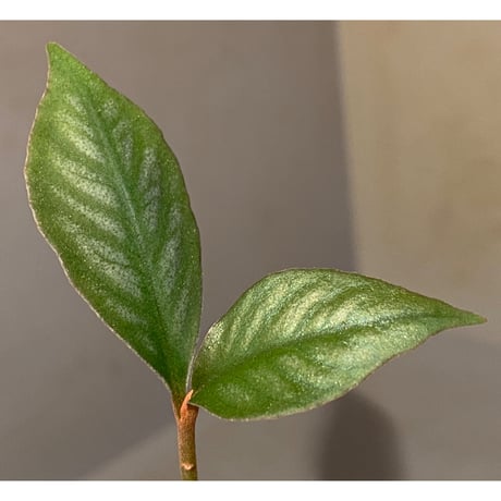 Ardisia sp. from Aceh sumatera [LA]