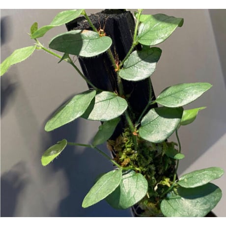 Ficus sp. from Murung raya [LA0515-05]
