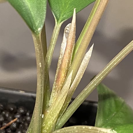 (大株) Bucephalandra sp. Green wavy broad reaf [トロピカ社] ②
