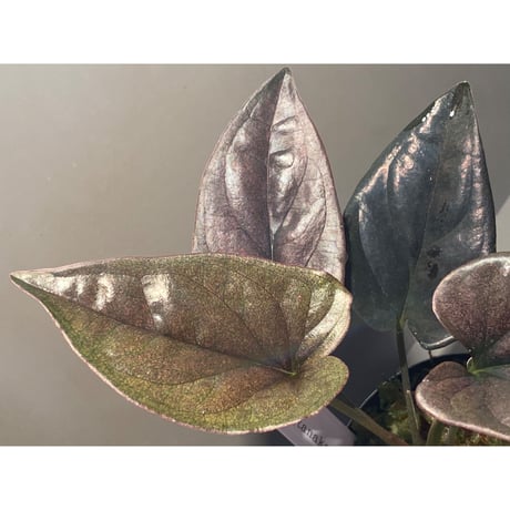 Syngonium sp. from Choco Colombia [tanakay]
