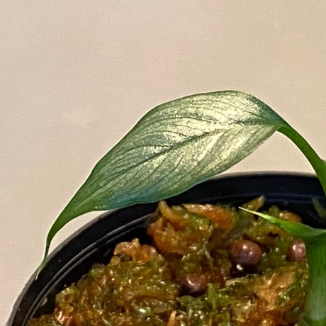 Homalomena sp. White leaf from "Pendang" Kal tengah [TB]