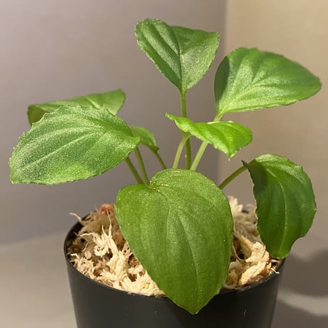 (２株立ち) Homalomena sp. "Minimum" from Padan Utara [AZ0512-04]