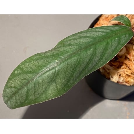 Ardisia sp. from Aceh sumatera [LA]