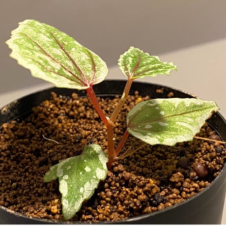 Begonia sp. from Sarikei [R1214-03a]